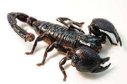 Emperor scorpion (Pandinus imperator)'"`UNIQ--ref-0000000C-QINU`"'