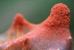 Web of two-spotted spider mites'"`UNIQ--ref-00000008-QINU`"'