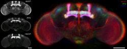 Fruit fly brain with portions highlighted'"`UNIQ--ref-00000003-QINU`"'