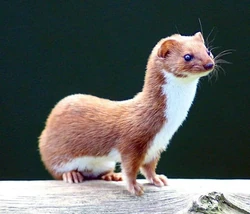Least weasel (Mustela nivalis)'"`UNIQ--ref-00000005-QINU`"'