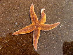 Common starfish (Asterias rubens)'"`UNIQ--ref-00000002-QINU`"'