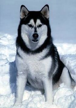 Alaskan Husky Hunde Wiki Fandom