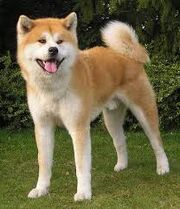 Akita