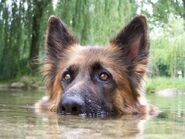 Schäferhund guckt aus dem Wasser