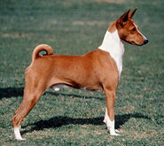 Basenji