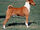 Basenji