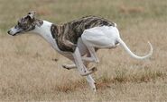 Sprintender Whippet