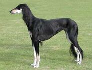 Saluki