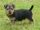 Australischer Terrier