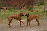 Zwei Rhodesian Ridgebacks