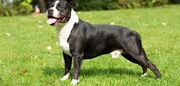 American-Staffordshire-Terrier.jpg
