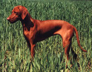 Maygar Vizsla