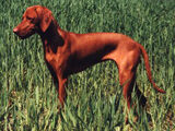 Magyar Vizsla