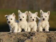 West Highland White Terrier Welpen