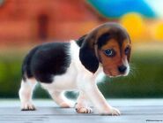 Beagle Welpe