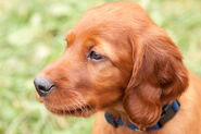 Kopf eines Irischen Setter Welpen