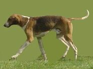 300px-English Foxhound