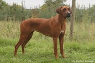 Rhodesian Ridgeback