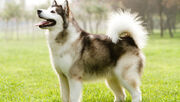 Alaskan Malamute1.jpg