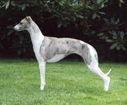 Whippet