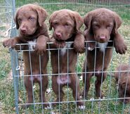 Drei Chesapeake Bay Retriever Welpen