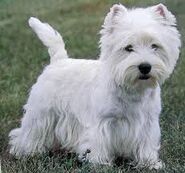 West Highland White Terrier