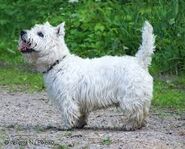 West Highland White Terrier