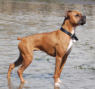 Boxer mit dem Fehler "Stummelschwanz"