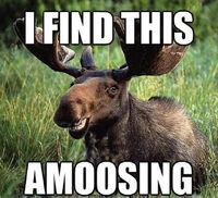 Funny-moose