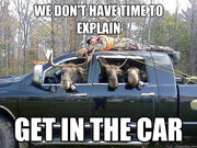 Funny-moose-get-in-the-car