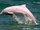 River dolphin