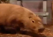 Capybara