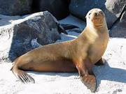 Galapagos Sea Lion