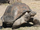 Giant tortoises