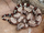 Red-tailed Boas