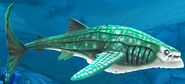 Whale shark profile