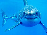 A real life Great White Shark