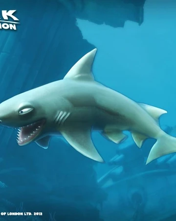 kopek baligi oyunu hungry shark