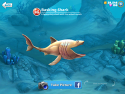 Hungry Shark Games - Time to get sharky! 