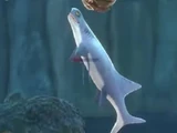 Cobelodus