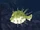 Puffer Fish