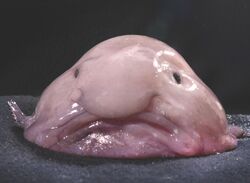 Explore the Best Blobfish Art