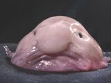 Blob Fish