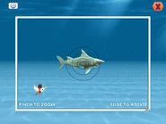 Size compared to Reef shark