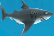 Bull Shark profile