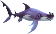 Smooth Hammerhead