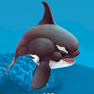 Killer Whale’s calf (Will)