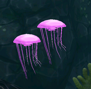 Pink jelly