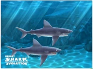 Baby Mako and his daddy.