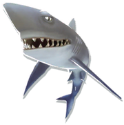Baby Mako